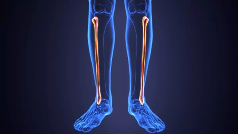 Kaval Kemiği (Fibula) Nedir?: Yapısı, Fonksiyonları